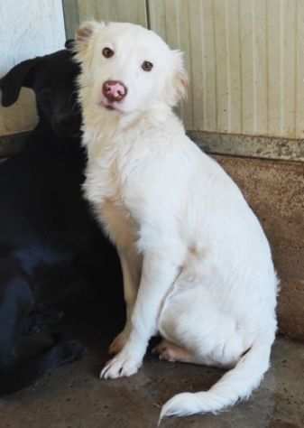 CUCCIOLO IN ADOZIONE DOVER