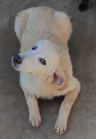 CUCCIOLO IN ADOZIONE DUCCIO