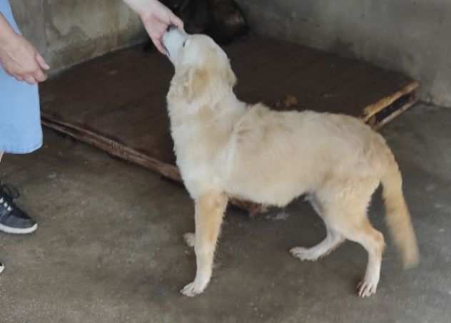 CUCCIOLO IN ADOZIONE DUCCIO