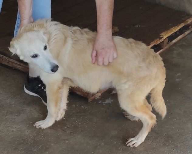 CUCCIOLO IN ADOZIONE DUCCIO