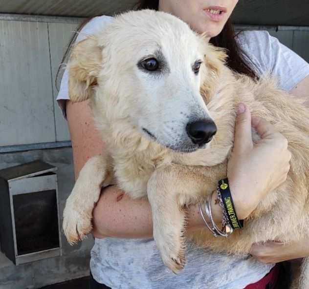 CUCCIOLO IN ADOZIONE DUCCIO