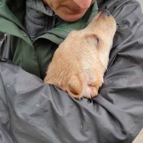 CUCCIOLO IN ADOZIONE GIRASOLE