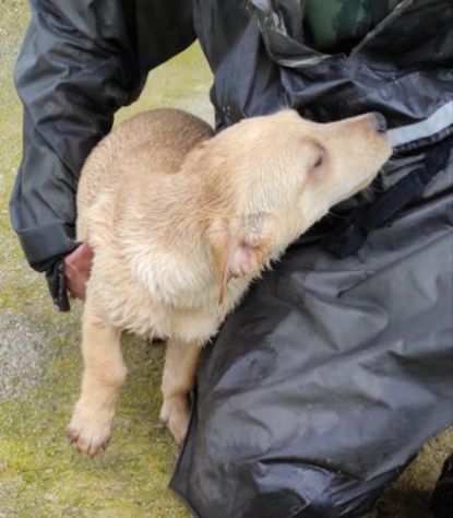 CUCCIOLO IN ADOZIONE GIRASOLE