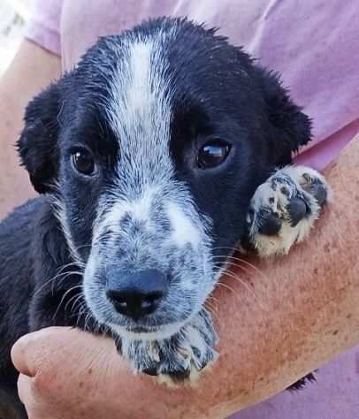 CUCCIOLO IN ADOZIONE MUFFIN, tenero e delicato.