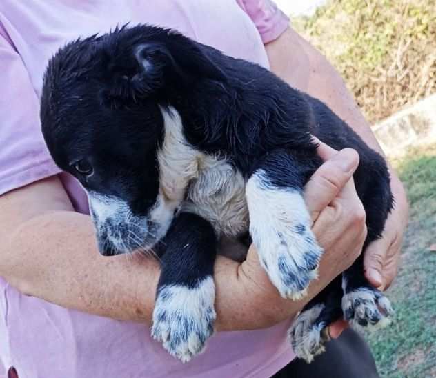 CUCCIOLO IN ADOZIONE MUFFIN, tenero e delicato.