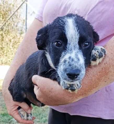 CUCCIOLO IN ADOZIONE MUFFIN, tenero e delicato.