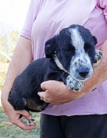 CUCCIOLO IN ADOZIONE MUFFIN, tenero e delicato.