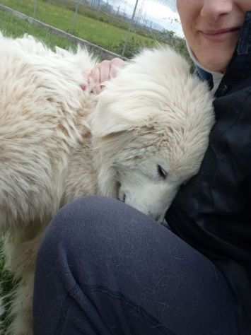 CUCCIOLO IN ADOZIONE OTIS