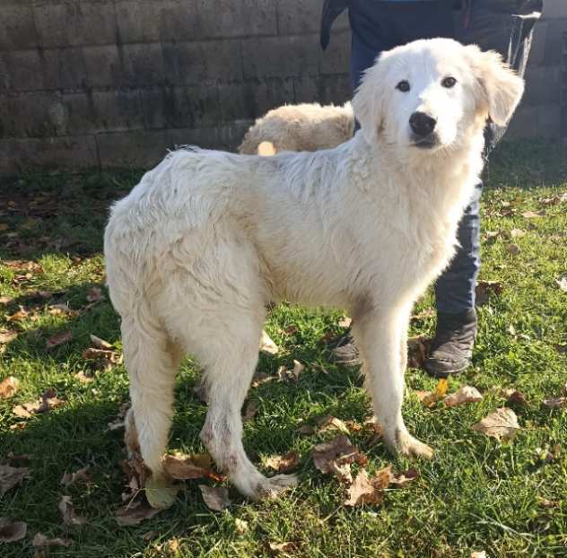 CUCCIOLO IN ADOZIONE OTIS