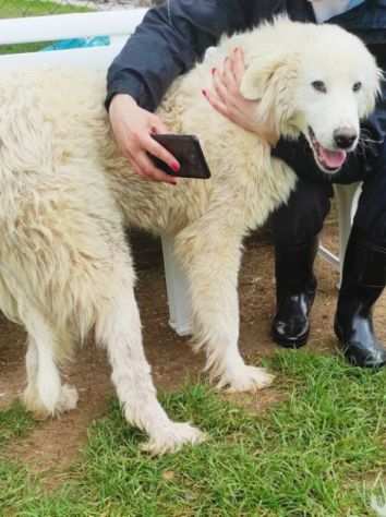 CUCCIOLO IN ADOZIONE OTIS