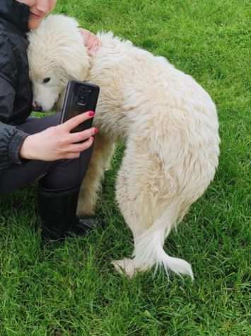 CUCCIOLO IN ADOZIONE OTIS