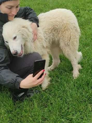 CUCCIOLO IN ADOZIONE OTIS