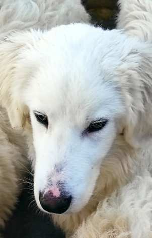 CUCCIOLO IN ADOZIONE OTIS, la tenerezza nello sguardo.