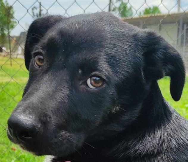 CUCCIOLO IN ADOZIONE PACO, timido e tenerissimo.