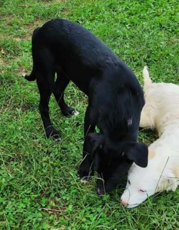 CUCCIOLO IN ADOZIONE PACO, timido e tenerissimo.