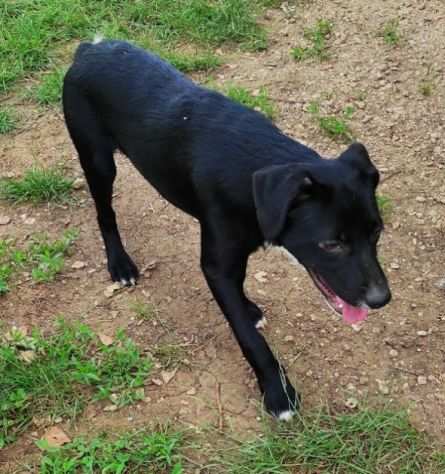 CUCCIOLO IN ADOZIONE PACO, timido e tenerissimo.