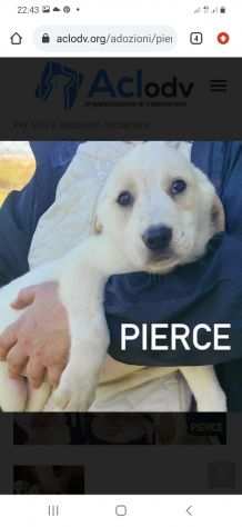 Cucciolo in adozione - Pierce