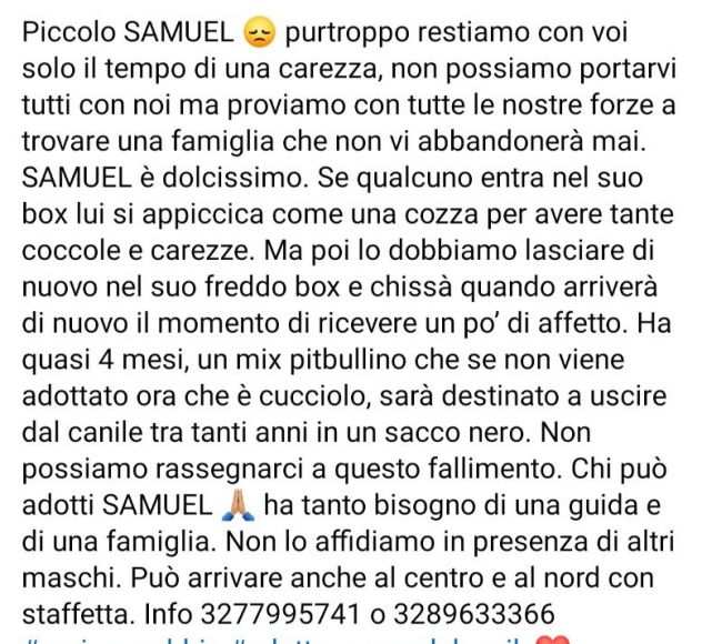 CUCCIOLO IN ADOZIONE SAMUEL