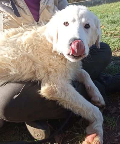 CUCCIOLO IN ADOZIONE TALCO