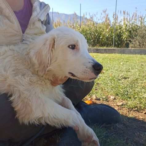 CUCCIOLO IN ADOZIONE TALCO