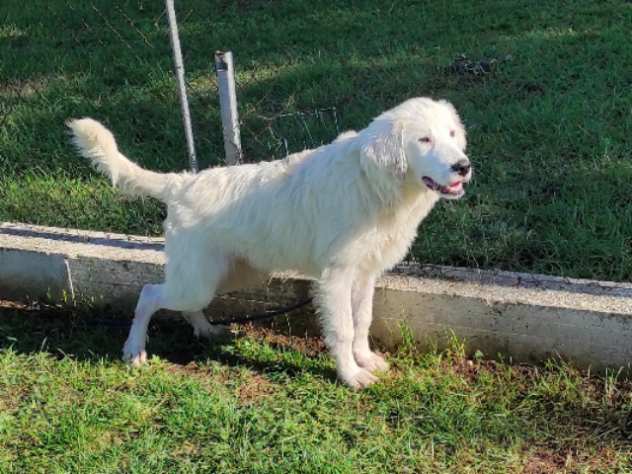 CUCCIOLO IN ADOZIONE TALCO