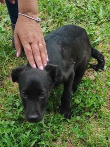 CUCCIOLO IN ADOZIONE TRUDY