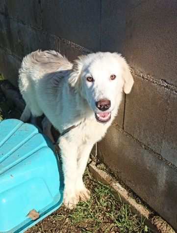 CUCCIOLO IN ADOZIONE WOODY, allegro e sbarazzino