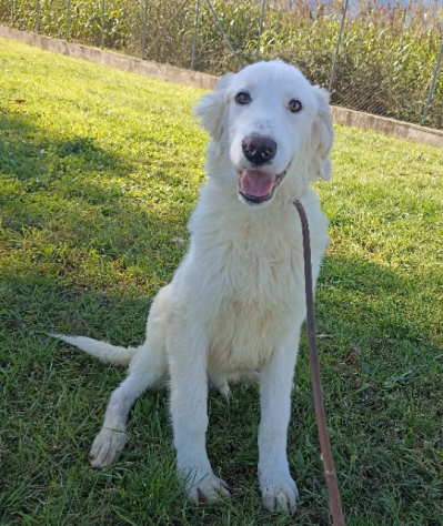 CUCCIOLO IN ADOZIONE WOODY, allegro e sbarazzino