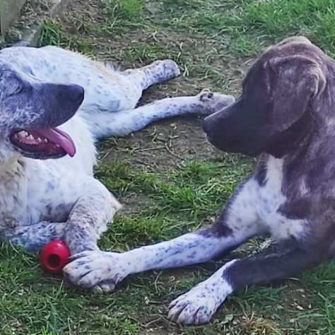 CUCCIOLO IN ADOZIONE ZENO