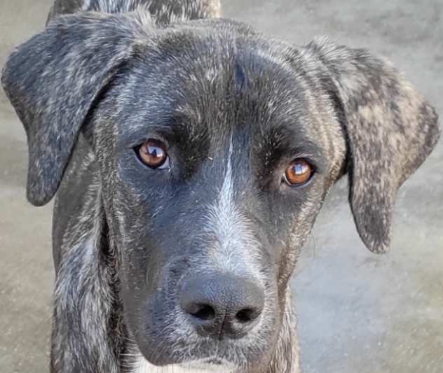 CUCCIOLO IN ADOZIONE ZENO, taglia media.