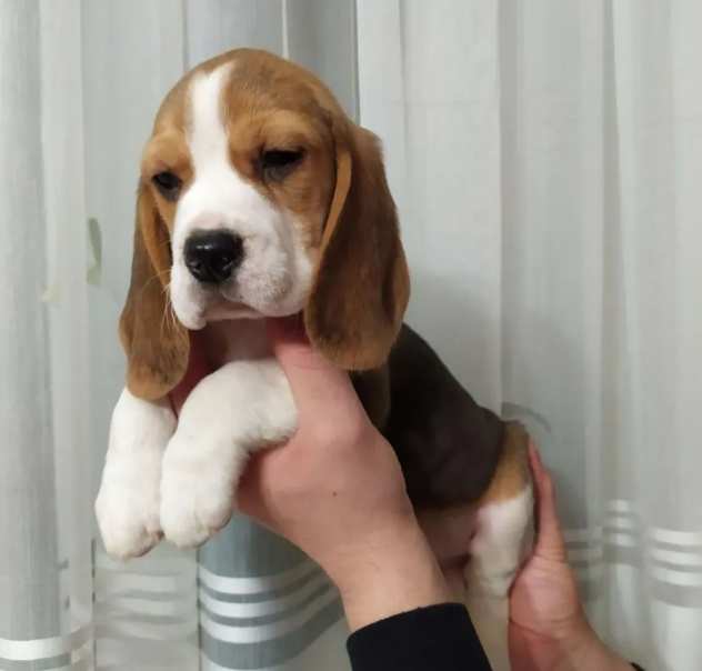 Cucciolo in buone mani razza Beagle