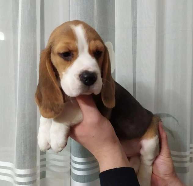 Cucciolo in buone mani razza Beagle