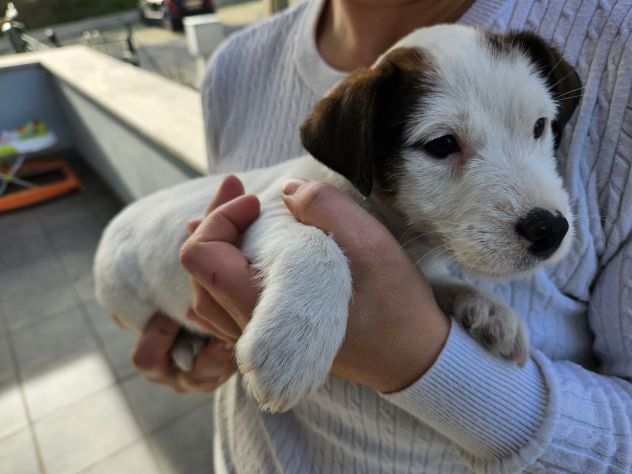 Cucciolo jack russell