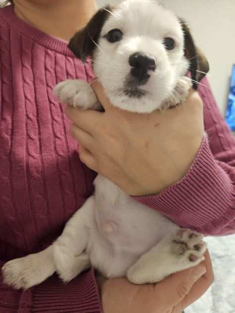 Cucciolo jack russell