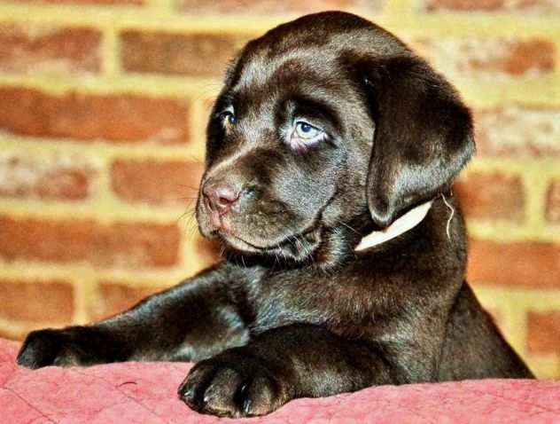 Cucciolo Labrador cioccolato pedigree selezionato