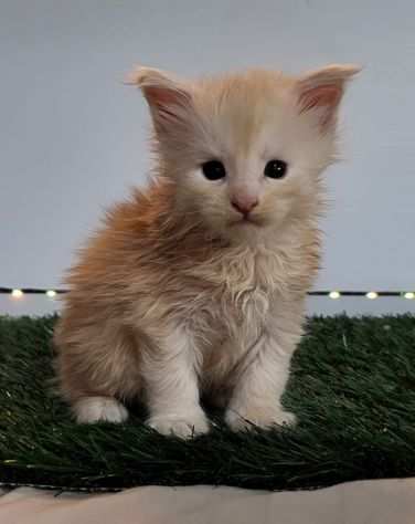 Cucciolo Maine Coon