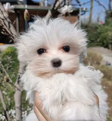 Cucciolo maltese