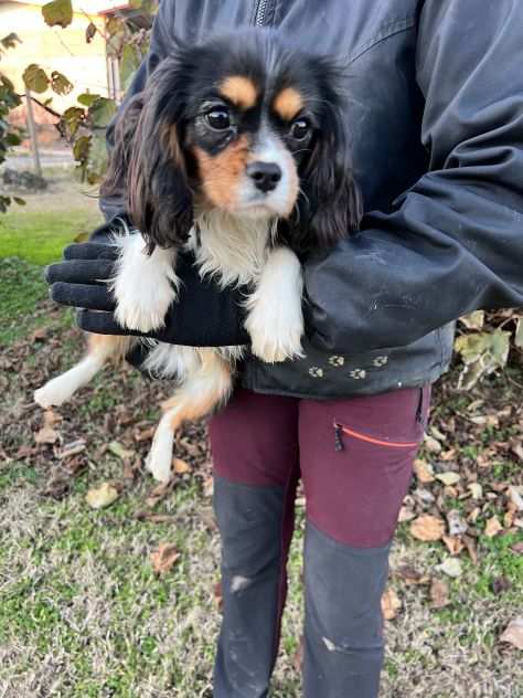 Cucciolo maschio di Cavalier King Charles Spaniel