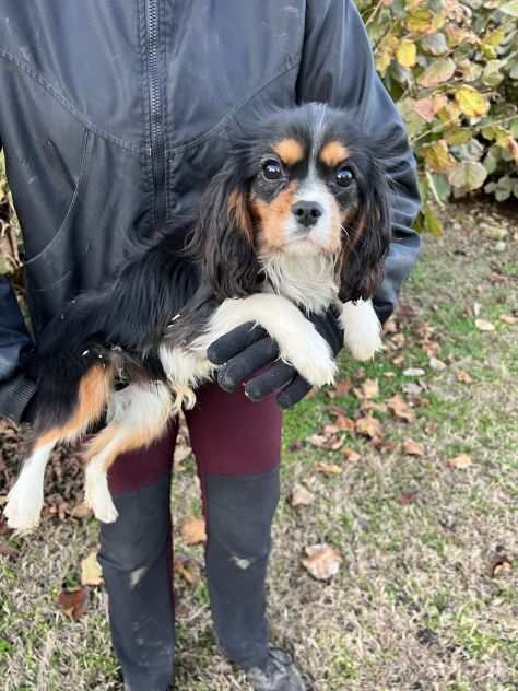 Cucciolo maschio di Cavalier King Charles Spaniel