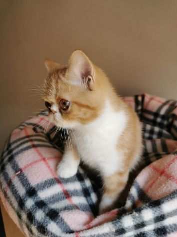 Cucciolo maschio exotic shorthair