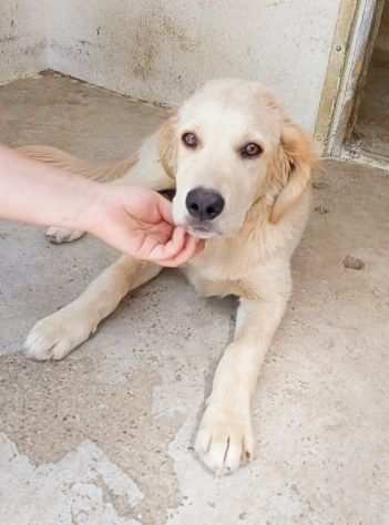 Cucciolo mix labrador cerca casa