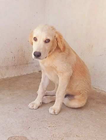 Cucciolo mix labrador cerca casa