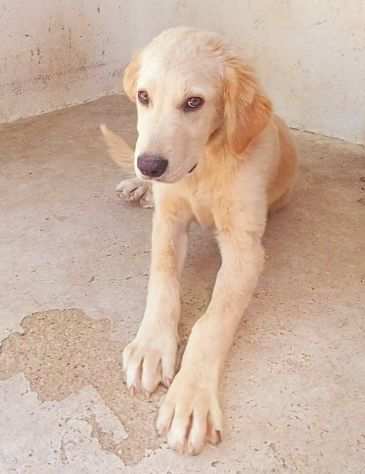 Cucciolo mix labrador cerca casa