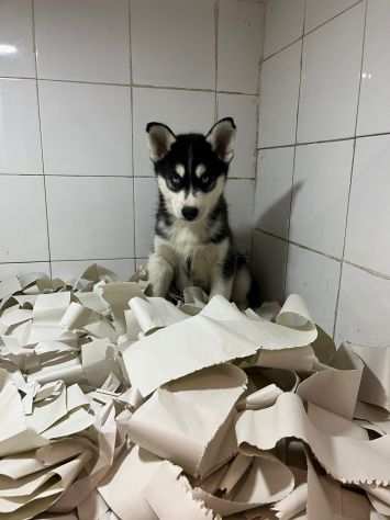 Cucciolo occhi azzurri Husky siberiano, manto bianco e nero