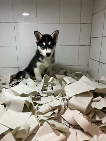 Cucciolo occhi azzurri Husky siberiano, manto bianco e nero