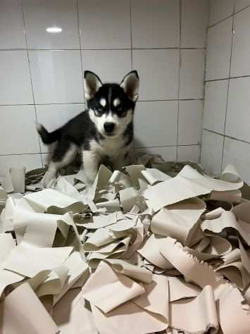 Cucciolo occhi azzurri Husky siberiano, manto bianco e nero