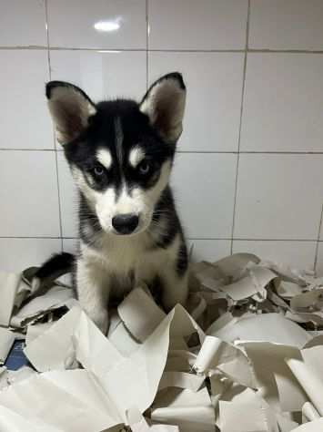 Cucciolo occhi azzurri si husky siberiano vaccinato