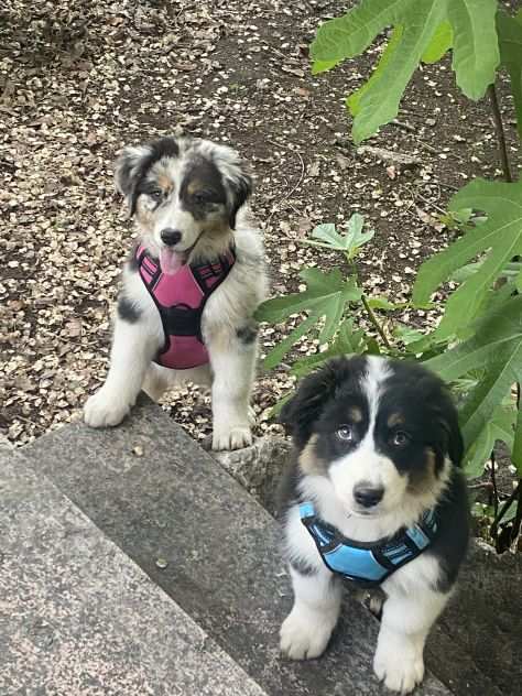 Cucciolo pastore australiano di 3 mesi e mezzo