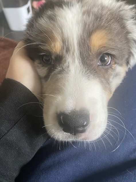 Cucciolo pastore australiano di 3 mesi e mezzo