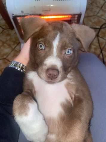 Cucciolo pit